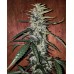 West Coast O.G. Auto - FastBuds